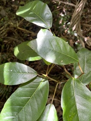 Ficus trigonata