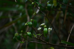 Daphne kiusiana