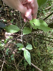 Lycianthes virgata