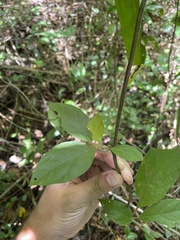 Lycianthes virgata