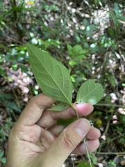 Lycianthes virgata