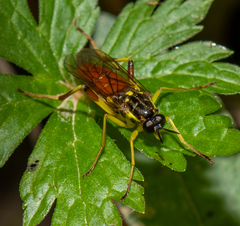 Xylomya simillima