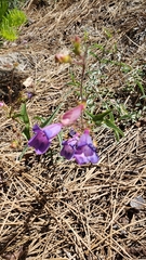 Penstemon azureus azureus