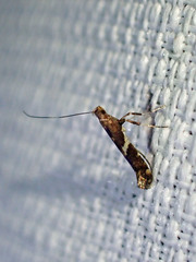 Caloptilia umbratella