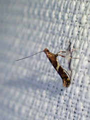 Caloptilia umbratella