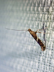 Caloptilia umbratella