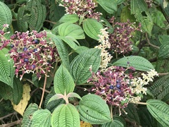 Miconia subseriata