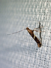 Caloptilia umbratella