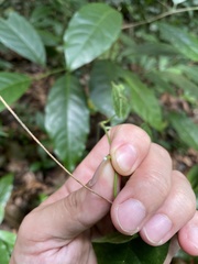 Gonolobus stephanotrichus