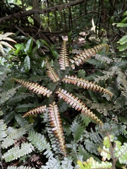 Adiantum tetraphyllum