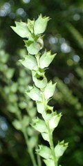 Physostegia purpurea
