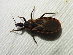 Triatoma lecticularia