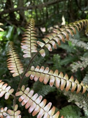 Adiantum tetraphyllum