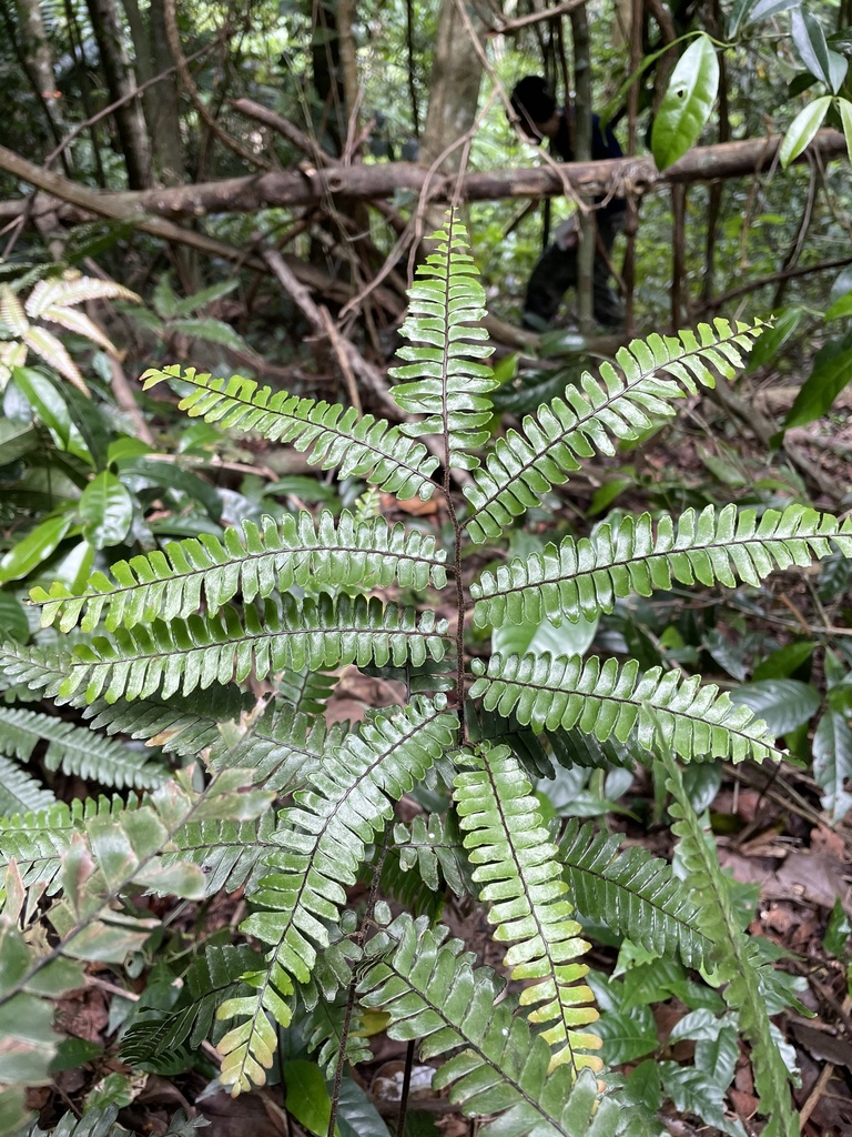 Adiantum tetraphyllum