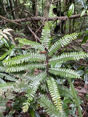 Adiantum tetraphyllum