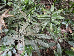 Adiantum tetraphyllum
