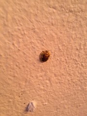 Eurypepla brevilineata