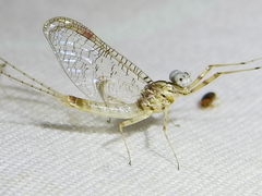 Maccaffertium terminatum terminatum