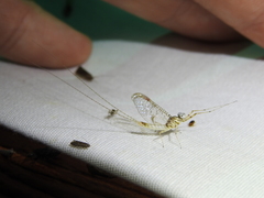 Maccaffertium terminatum terminatum