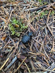 Cychrus tuberculatus