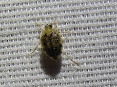Peltodytes litoralis