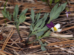 Viola hallii