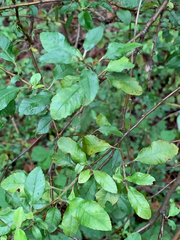 Pyracantha fortuneana