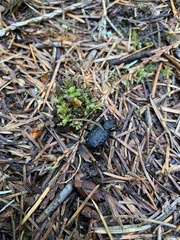 Cychrus tuberculatus