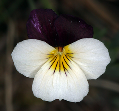 Viola hallii