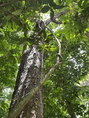 Bignonia aequinoctialis