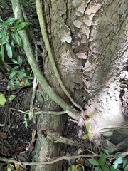 Bignonia aequinoctialis