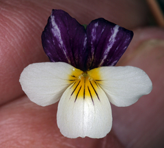 Viola hallii