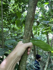 Bignonia aequinoctialis