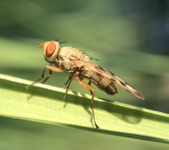 Melieria ochricornis
