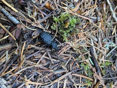 Cychrus tuberculatus