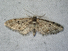 Eupithecia annulata