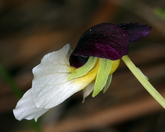 Viola hallii