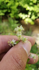 Thalictrum sparsiflorum