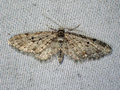 Eupithecia annulata