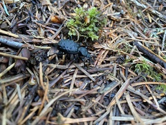 Cychrus tuberculatus