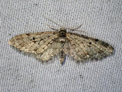 Eupithecia annulata