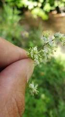Thalictrum sparsiflorum