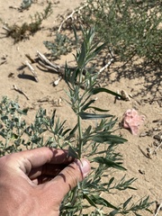 Chenopodium pratericola