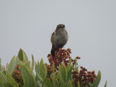 Selasphorus scintilla