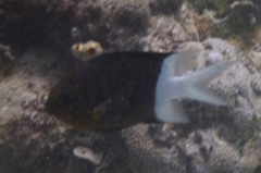 Pycnochromis margaritifer
