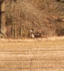 Ardea herodias herodias