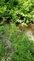 Thalictrum sparsiflorum