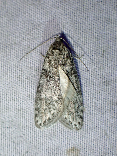 Poplar Micromoth