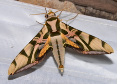 Batocnema coquerelii