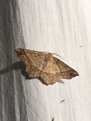 Euchlaena tigrinaria